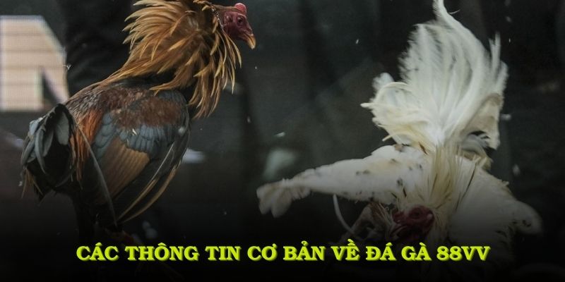 Các thông tin cơ bản về đá gà 88VV mà bạn nên tìm hiểu kỹ