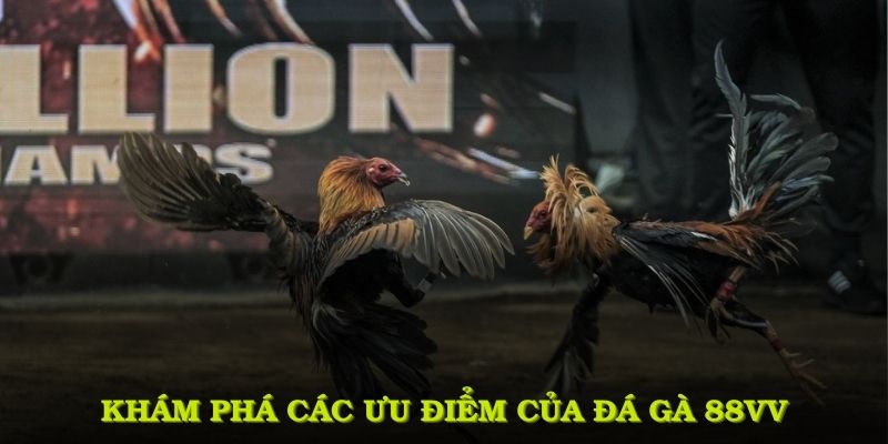 Khám phá các ưu điểm vượt trội của đá gà 88VV mà bất kỳ cược thủ nào cũng nên biết